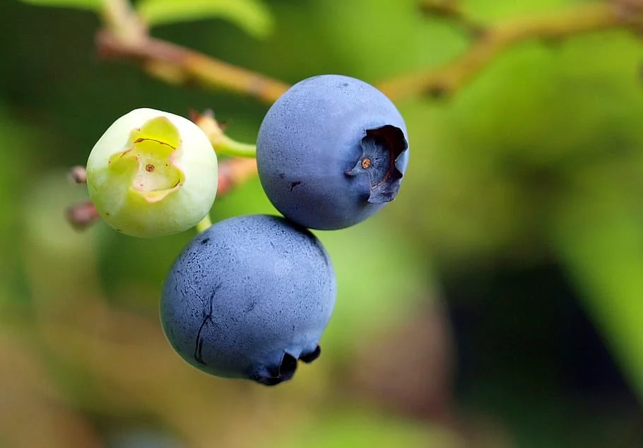 O que é Blueberry e quais seus benefícios?