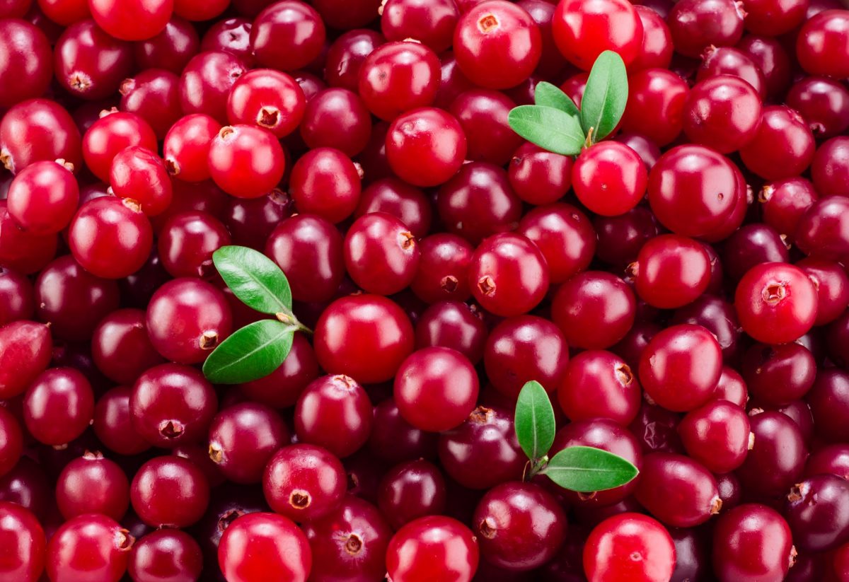 Cranberry: O que é, seus benefícios e valores nutricionais