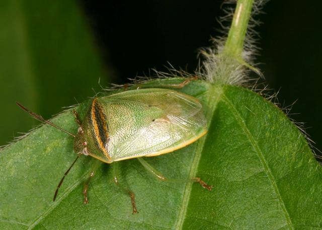 Percevejo:  Conheça as características do inseto