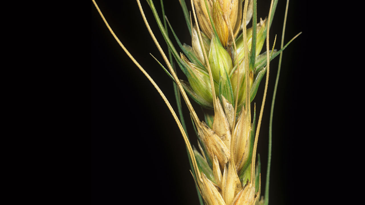 Controversa ‘unidade genética’ pode desarmar patógeno mortal do trigo