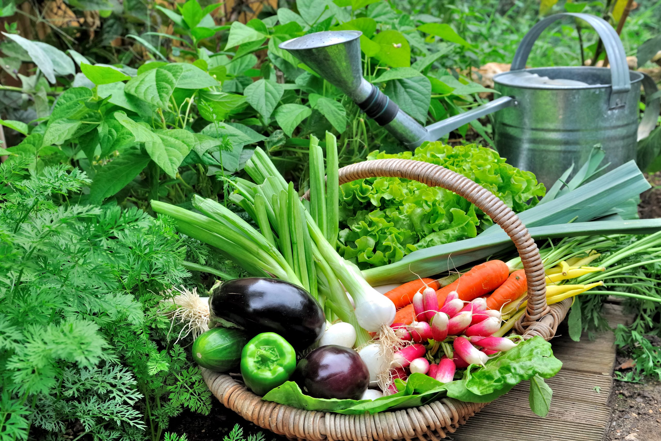 Aprenda a fazer uma horta orgânica doméstica