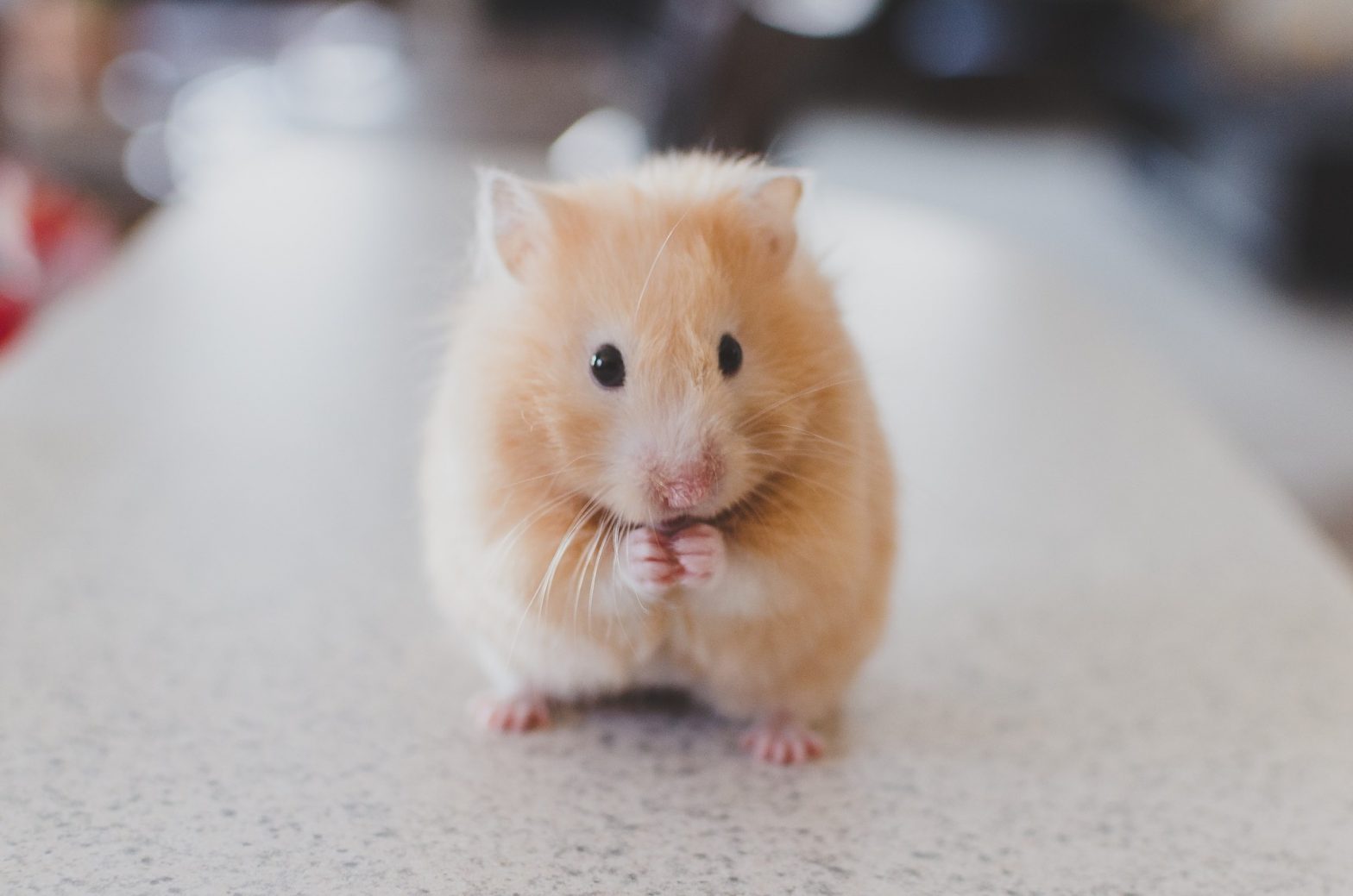 Fatos sobre o Hamster: Dieta, hábitos e tipos de Hamsters
