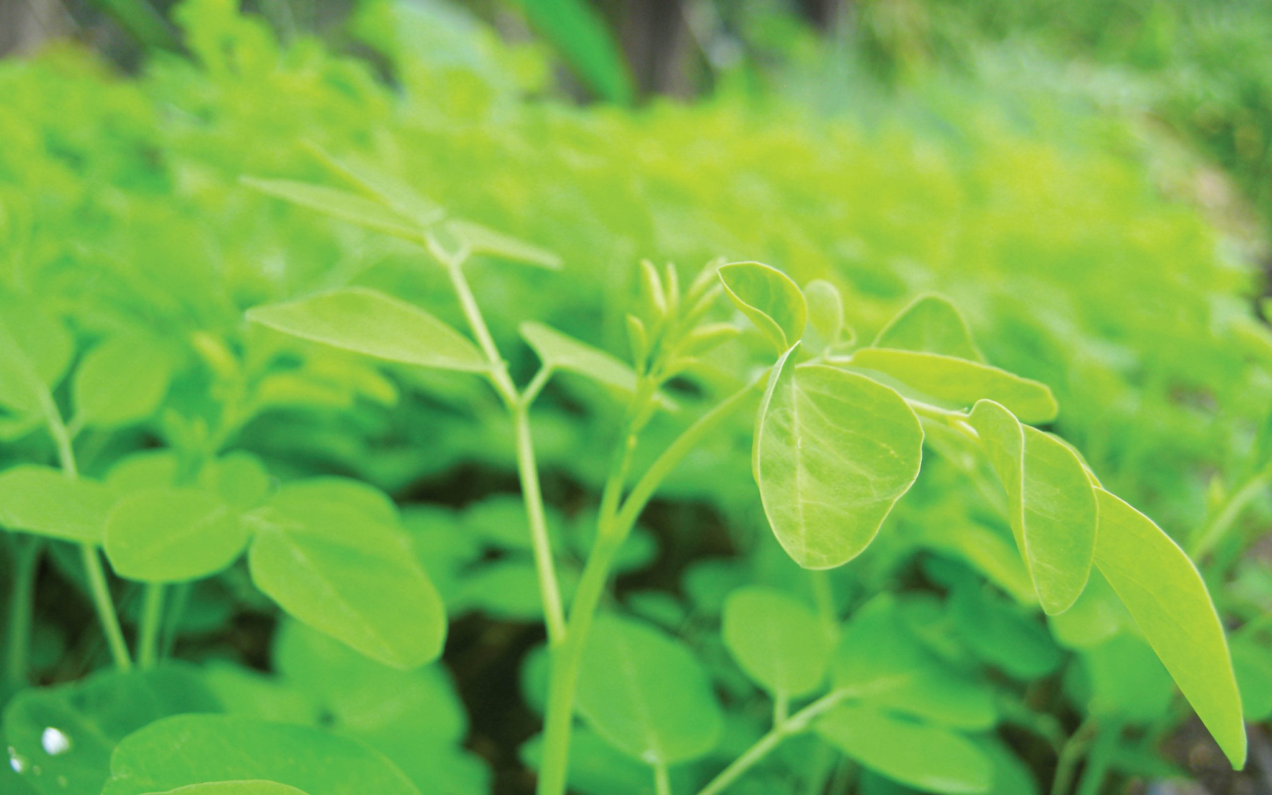 Moringa Oleifera: Tudo sobre a planta