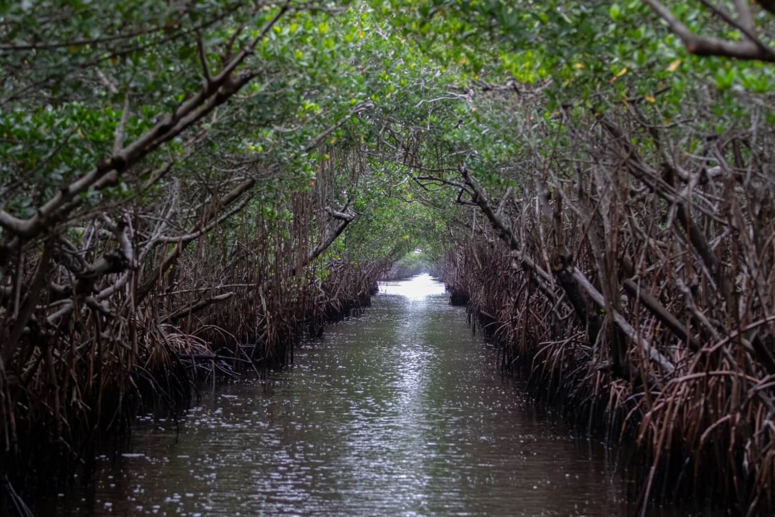 Agricultura Orgânica nos Everglades • Em vez disso