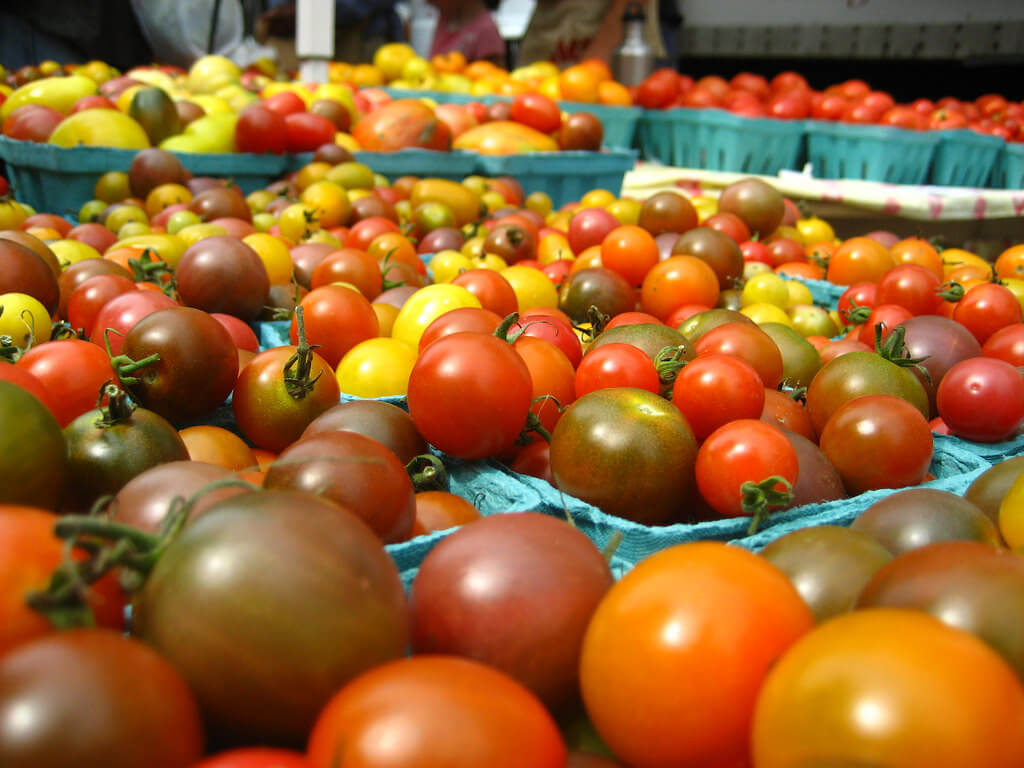 Cultivando Tomates: O Guia Completo