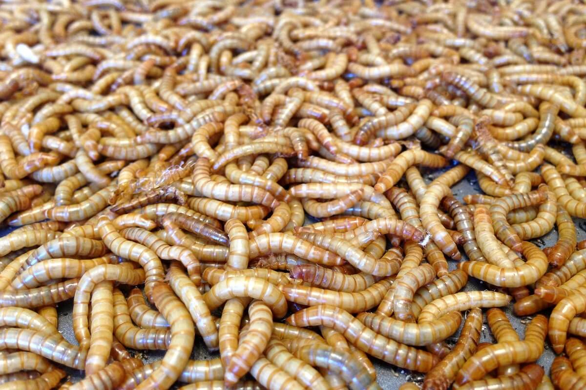 7 etapas fáceis para criar larvas de farinha em casa • Em vez disso