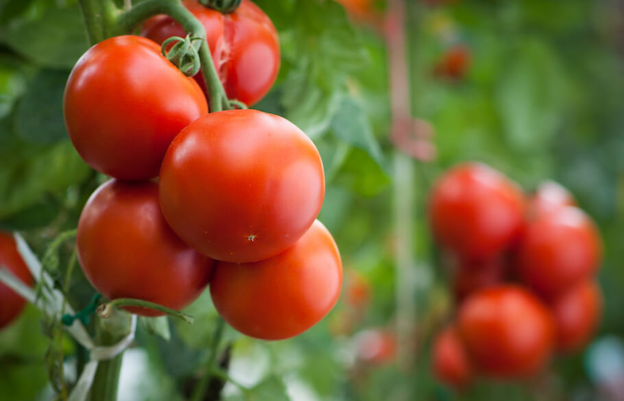 Plantas companheiras para tomates • Em vez disso