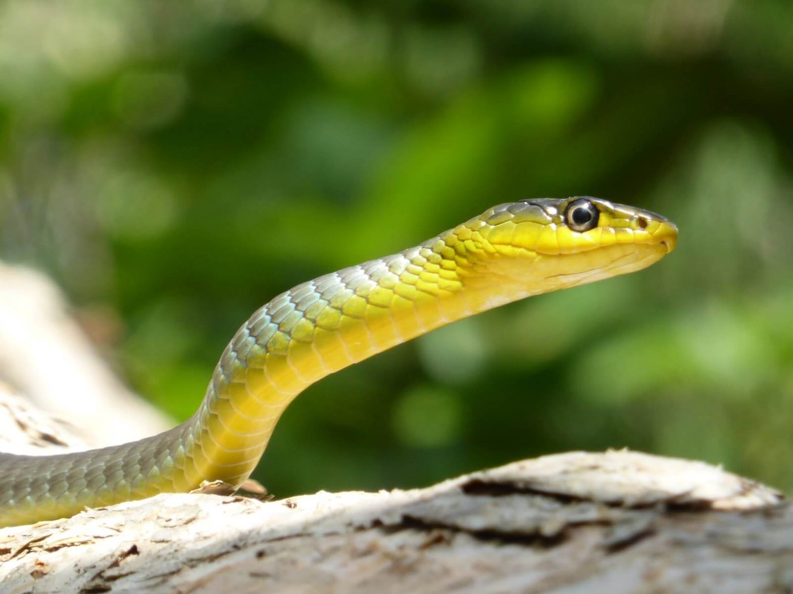 4 razões pelas quais as cobras em sua propriedade não são uma coisa ruim • Em vez disso