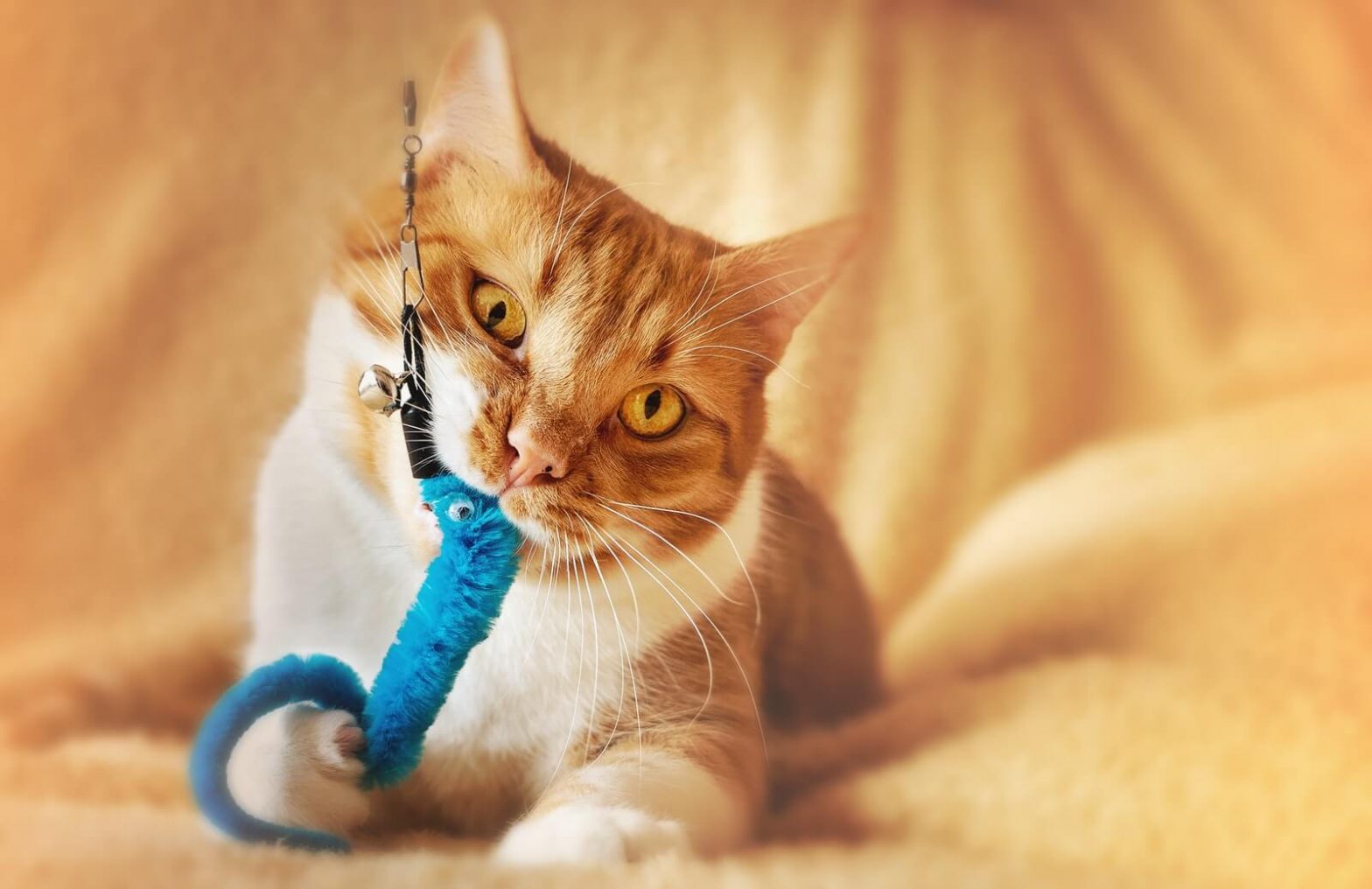 15 brinquedos caseiros para gatos • Em vez disso