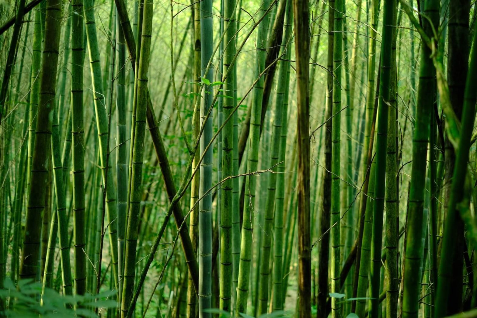 Aplicações de Homestead para Bambu • Em vez disso