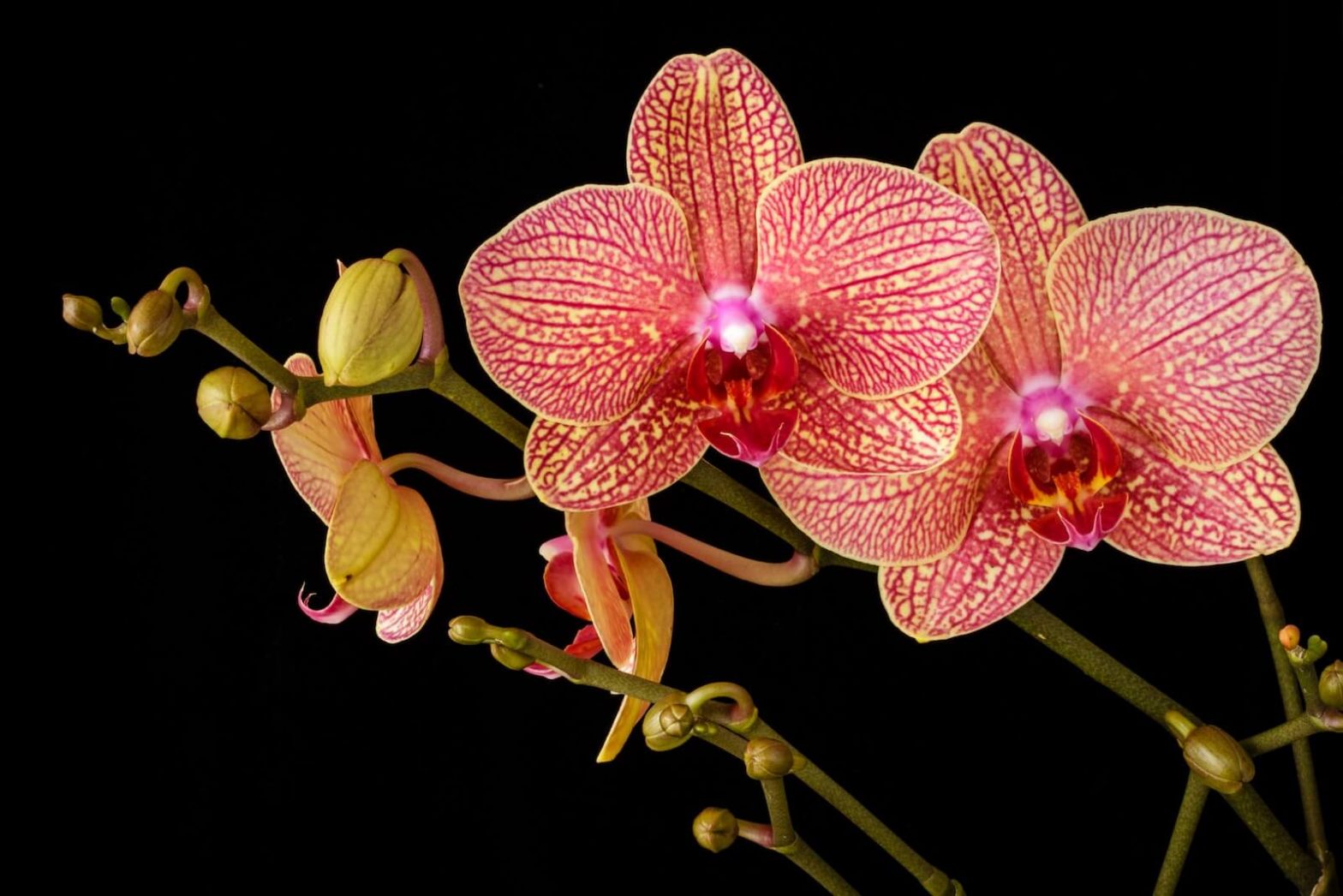Homestead Stories: Orquídeas raras • Em vez disso
