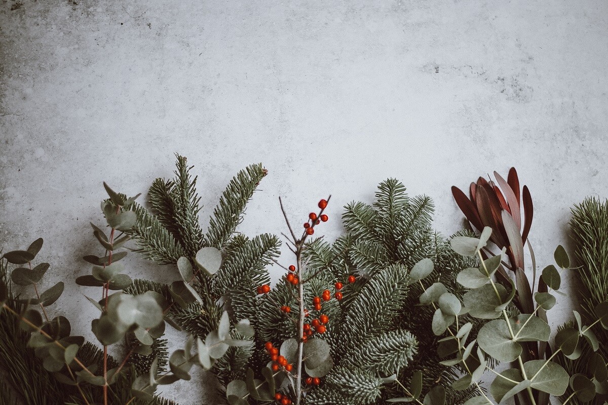 9 das melhores plantas decorativas e festivas de Natal • Em vez disso