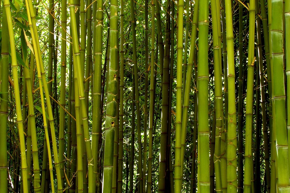 Como cultivar bambu • Em vez disso