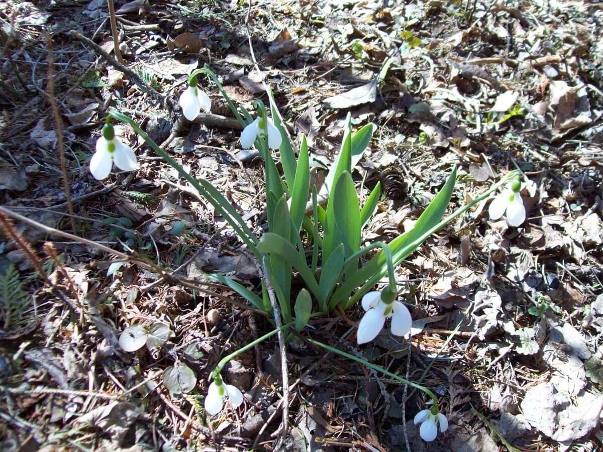 Snowdrops, as primeiras flores da primavera • Em vez disso