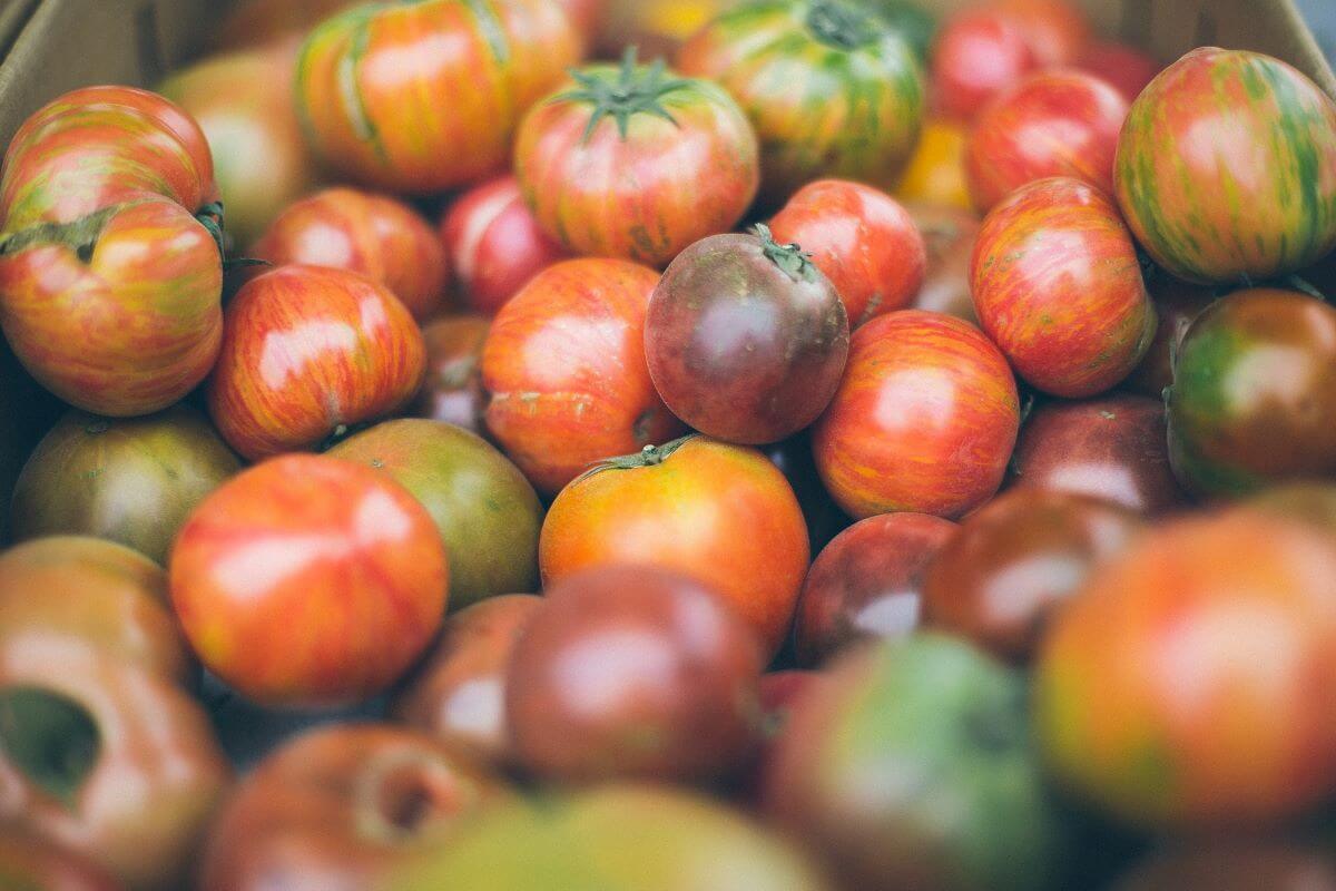 10 tomates bizarros que você pode cultivar • Em vez disso