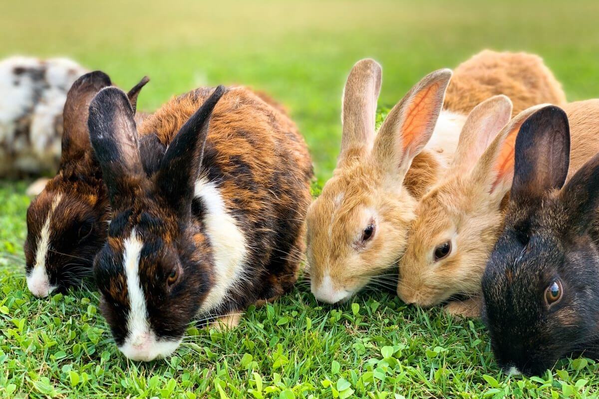Os benefícios surpreendentes do esterco de coelho • Em vez disso