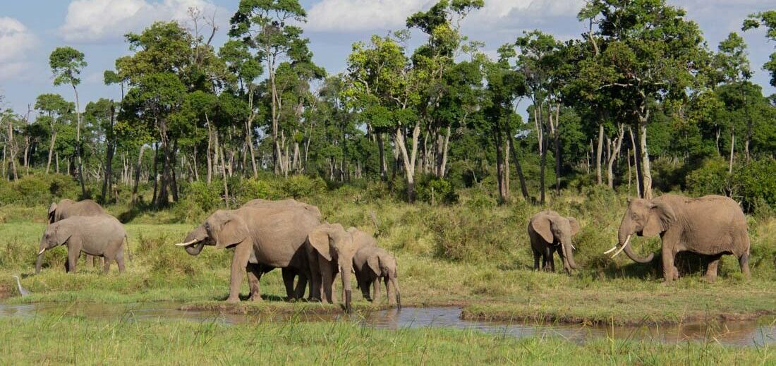 Protegendo Habitats Florestais em Maasai Mara com o Projeto Mara Elephant