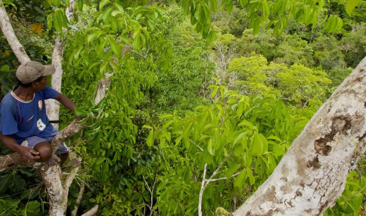 Grupos indígenas usam dados de satélite para combater o desmatamento