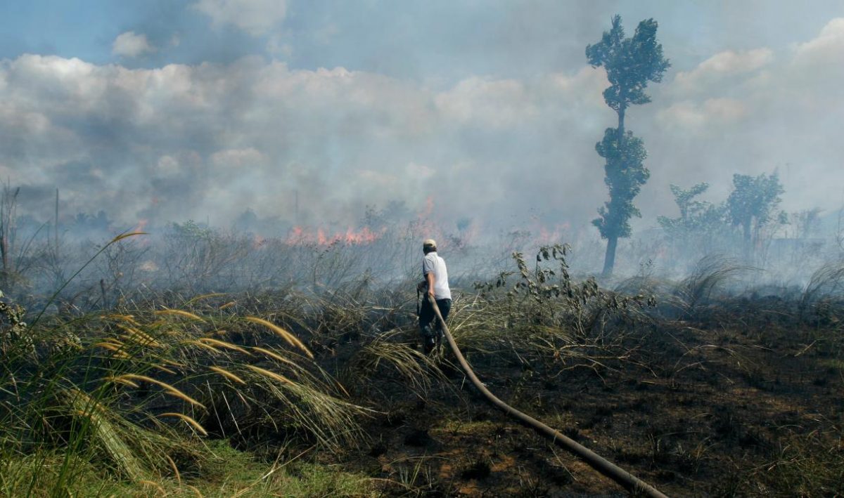 Novos dados confirmam: os incêndios florestais estão piorando