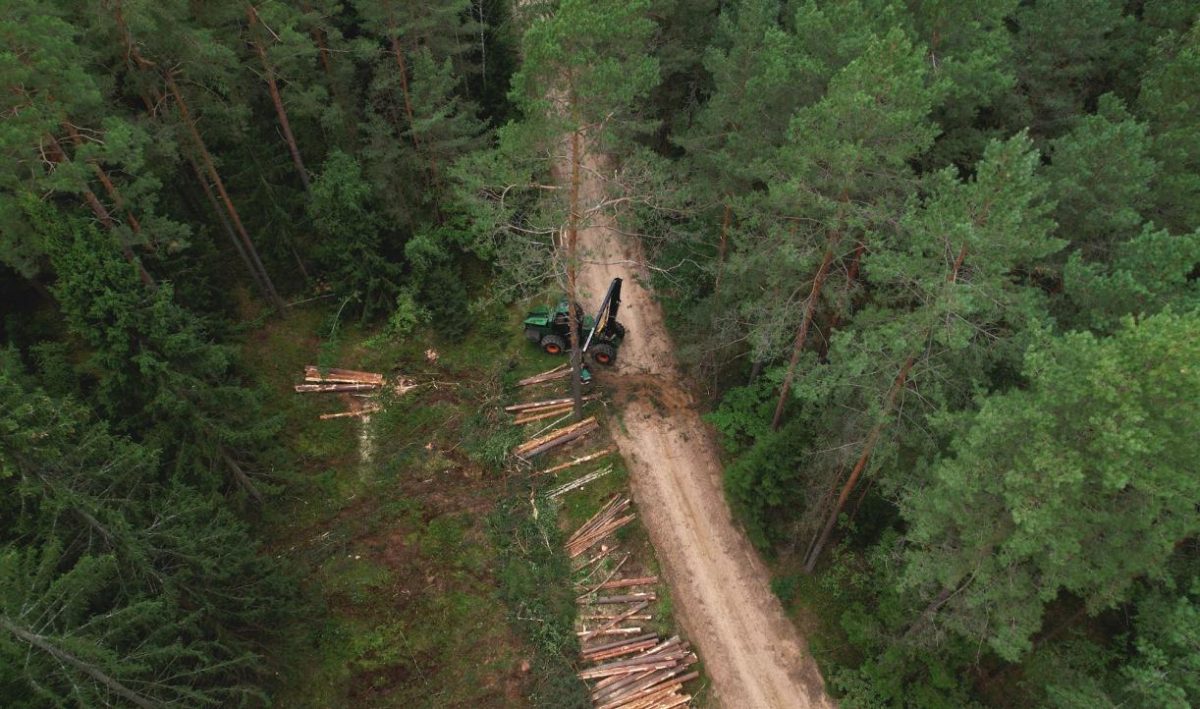 As florestas maduras da Europa estão em declínio, mas novas leis podem ajudar